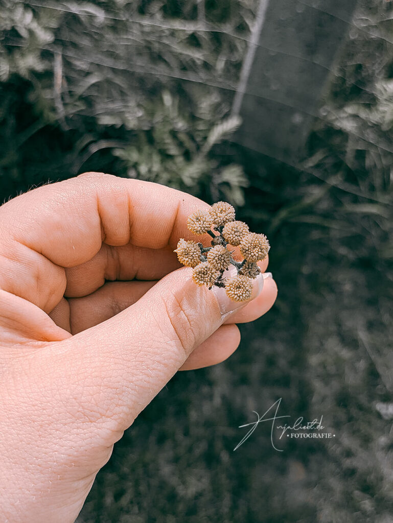 Blume Urheberrecht