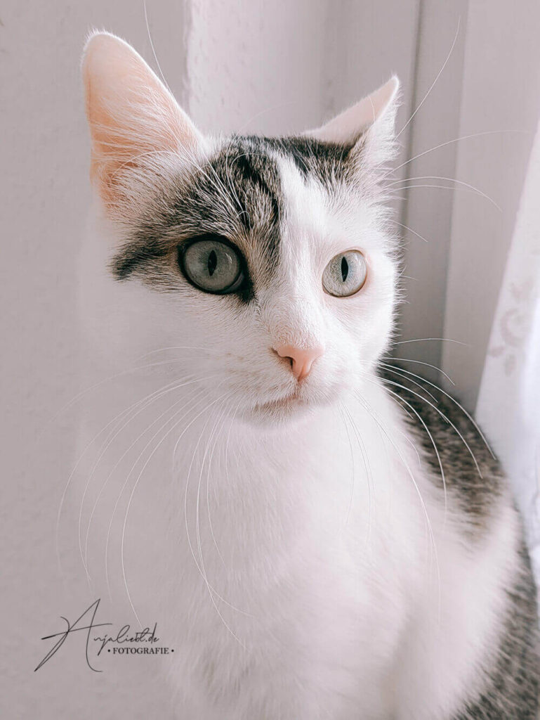 Katze Urbeberrecht