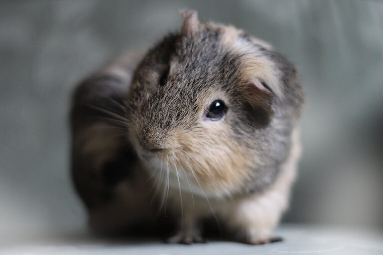 Meeri Liebe #1 – Sie quieken laut