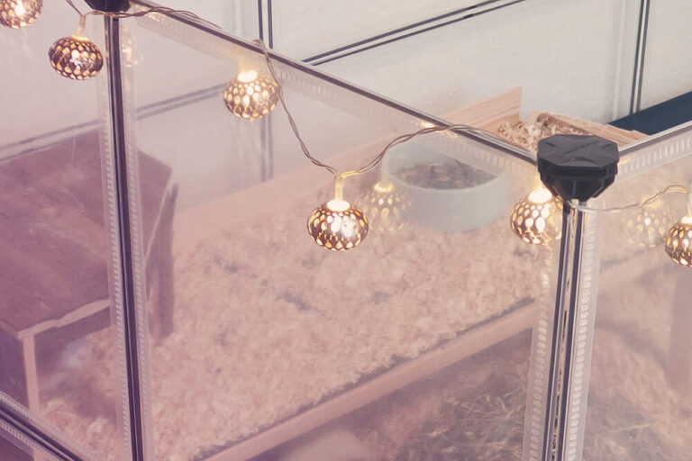 Meeri Liebe #2 – Sagt Hallo zu Coco und (Bella)